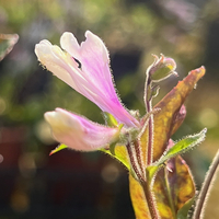 Penstemon smallii